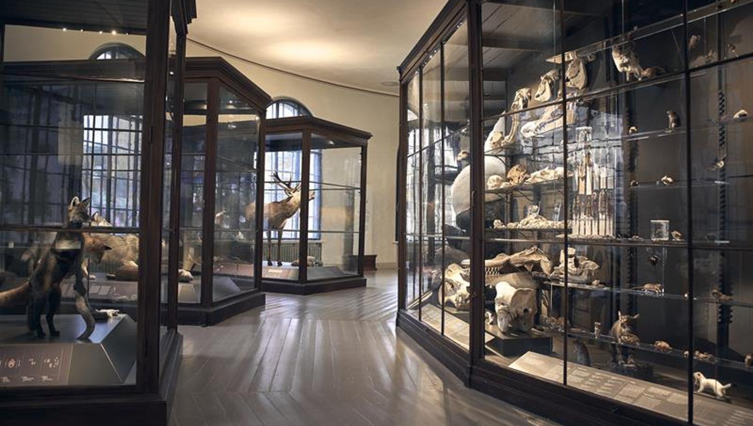 Universitetsmuseet i Bergen
