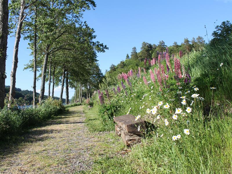 En vakker sti langs vannet, tre på rekke og rad på venstre side og en benk og mye blomster på høyre side
