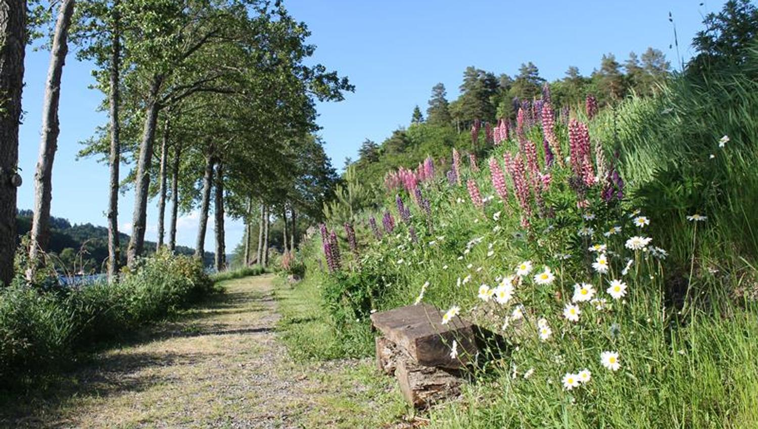 En vakker sti langs vannet, tre på rekke og rad på venstre side og en benk og mye blomster på høyre side