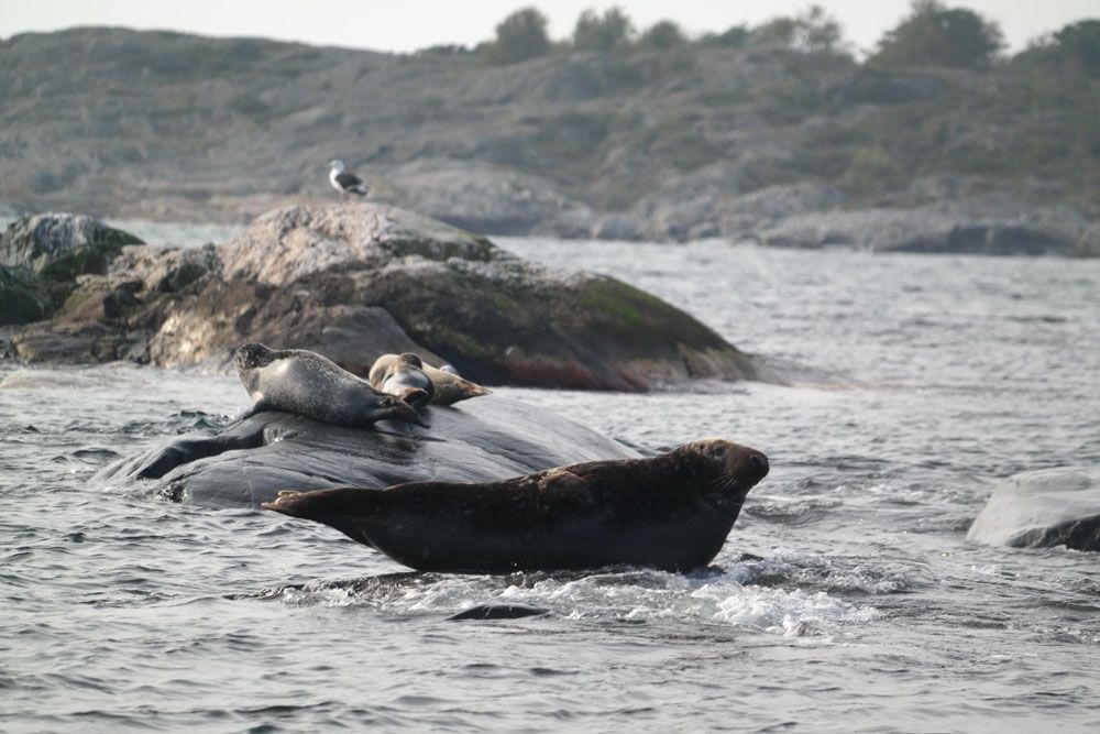Havert på Ålekråkeskjæra