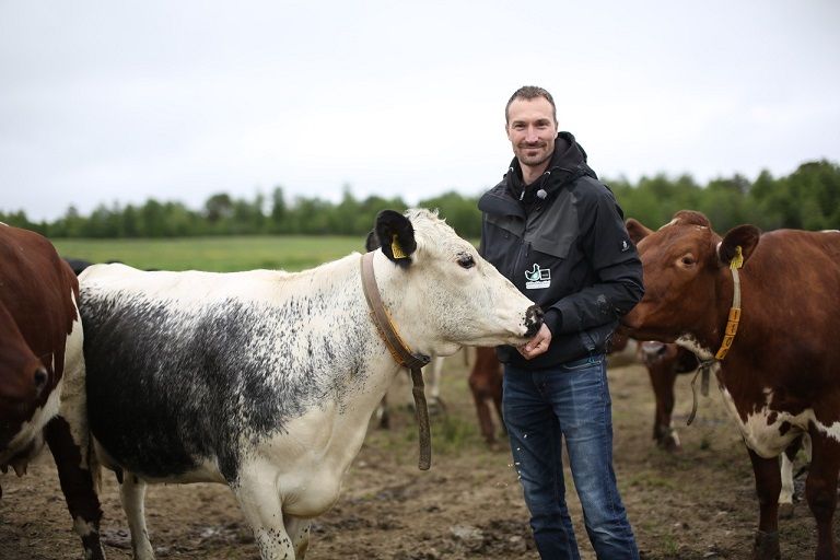Lars Jacob med kyrne