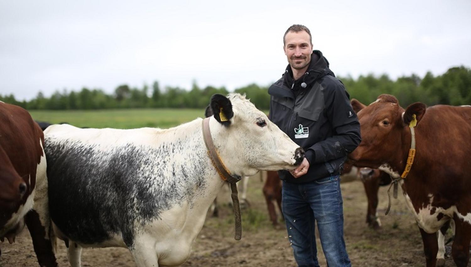 Lars Jacob med kyrne