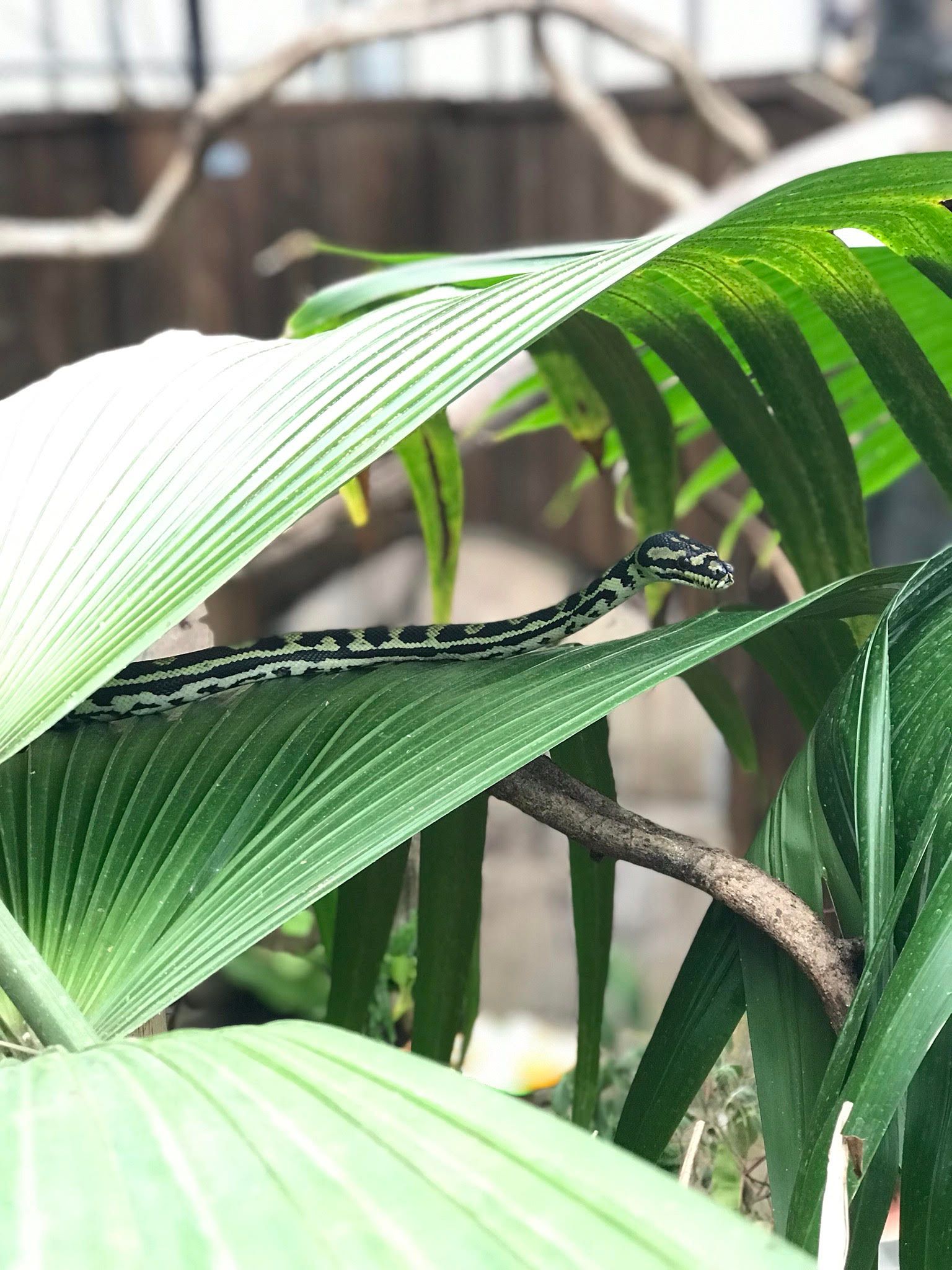 Gjerstad-slangejungelen-Den-Lille-Dyrehage