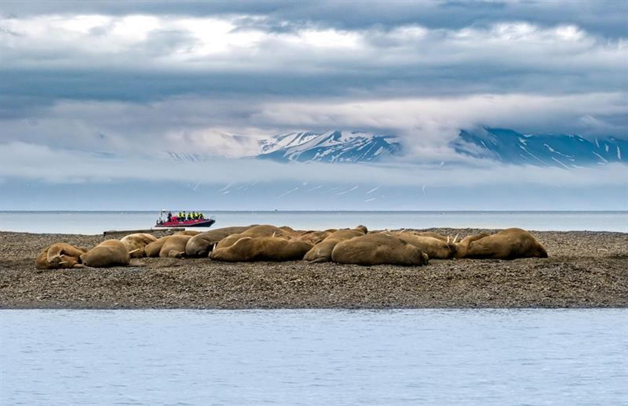 Hvalrosser hviler på strand, med RIB-båt i bakgrunnen og fjell under lave skyer.