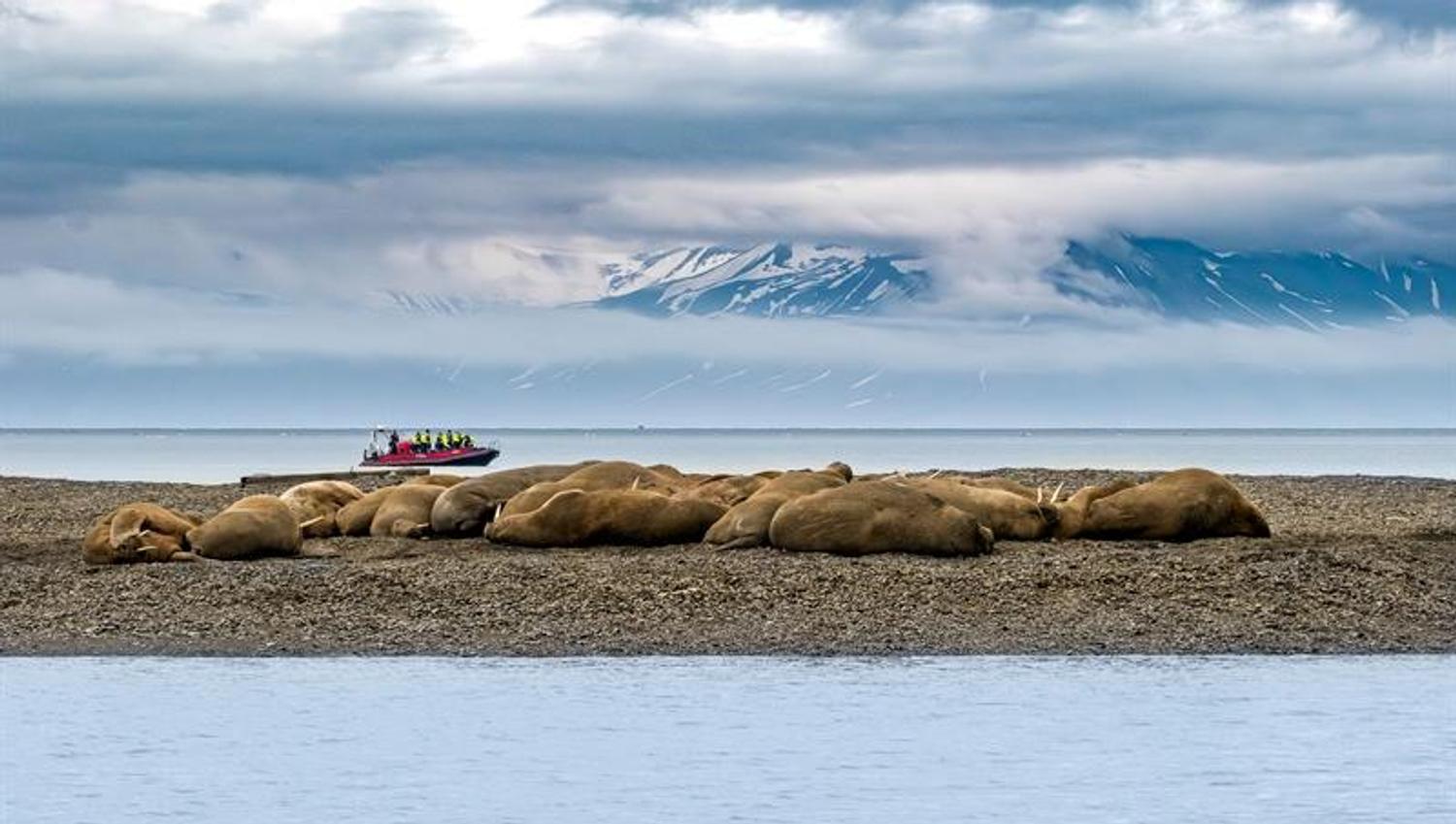 Hvalrosser hviler på strand, med RIB-båt i bakgrunnen og fjell under lave skyer.