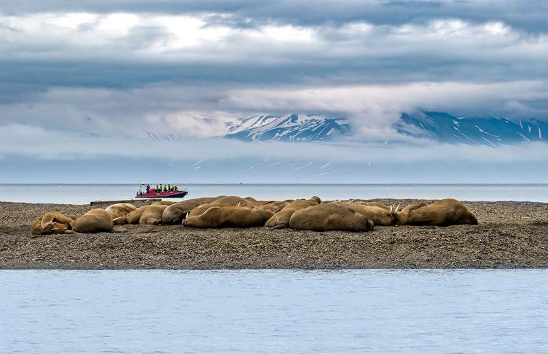 Hvalrosser hviler på strand, med RIB-båt i bakgrunnen og fjell under lave skyer.