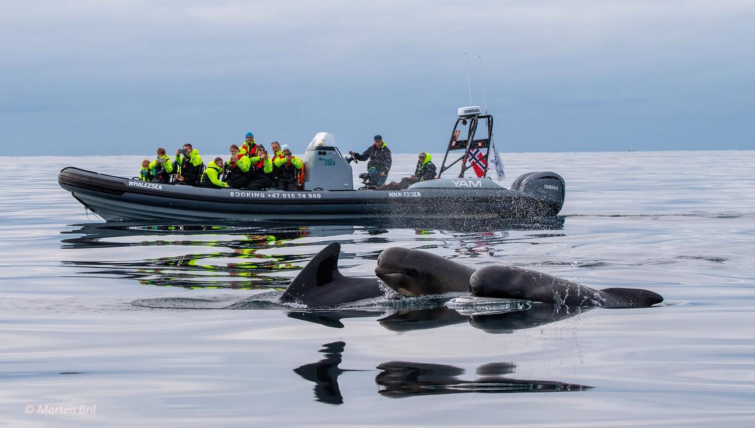 Whale2Sea