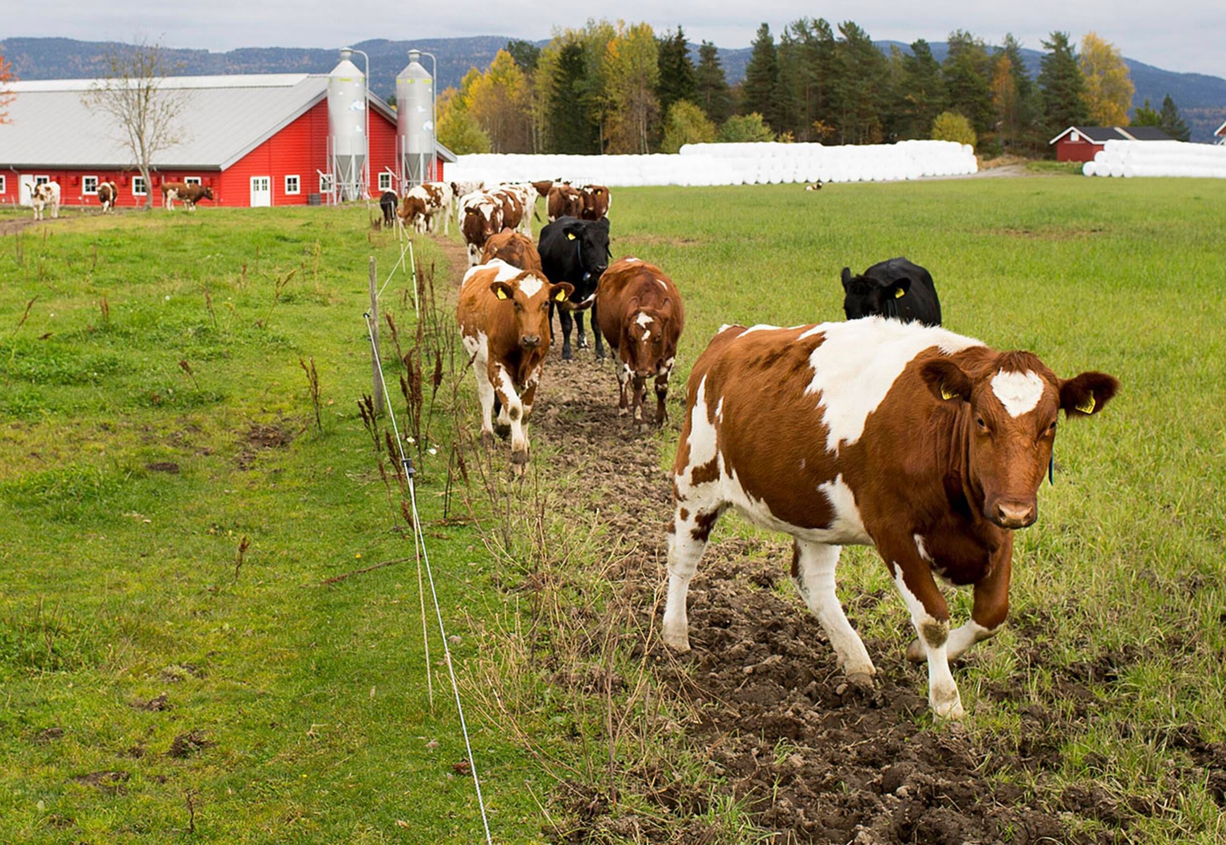 Eiker Gårdsysteri