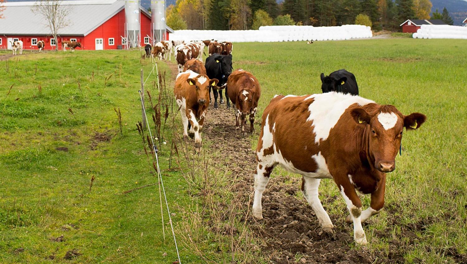 Eiker Gårdsysteri