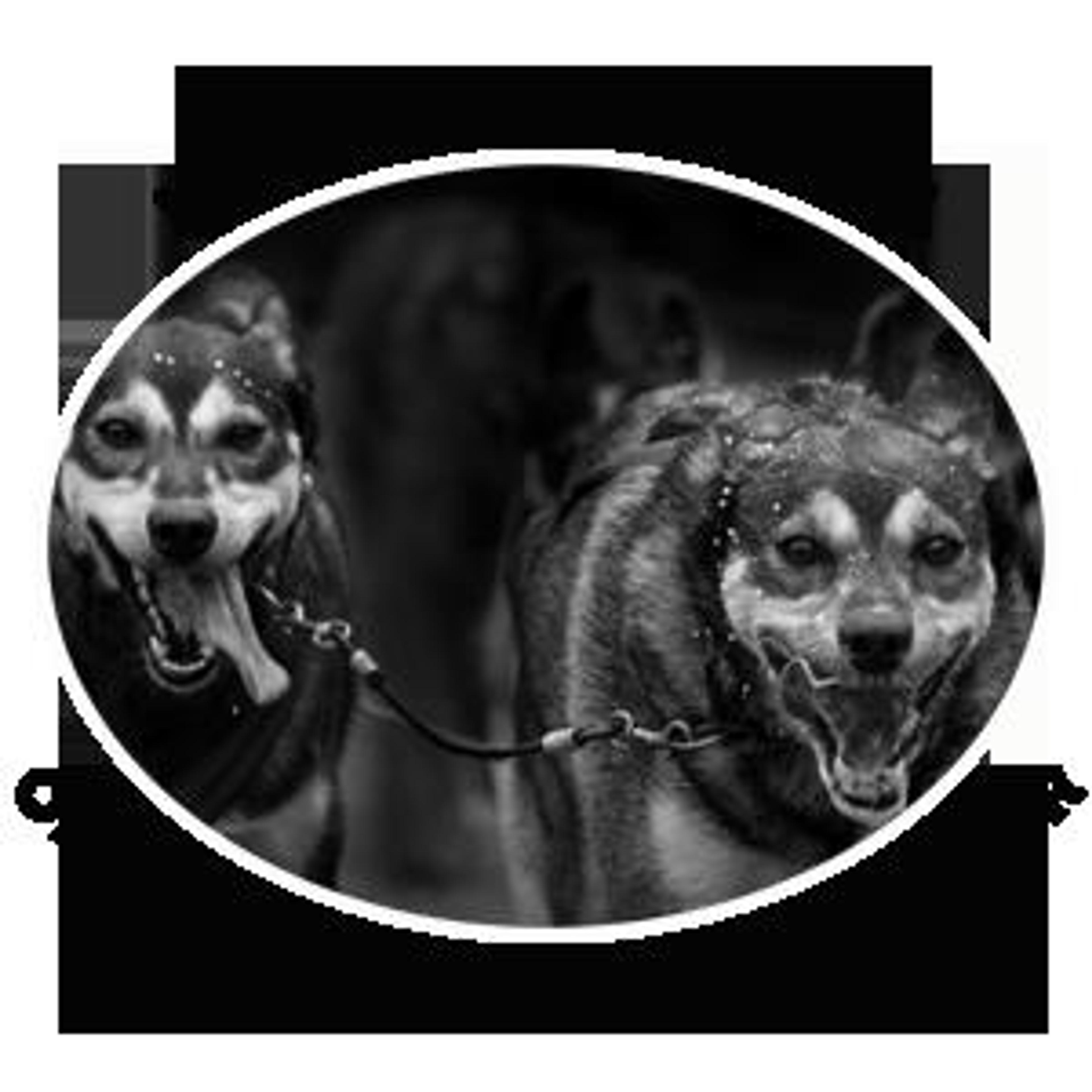 Hundefolket på Teppa