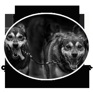 Hundefolket på Teppa