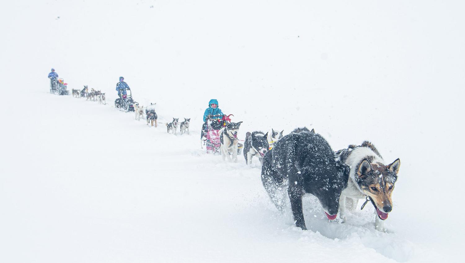 Three dog sledding teams in deep snow and white out