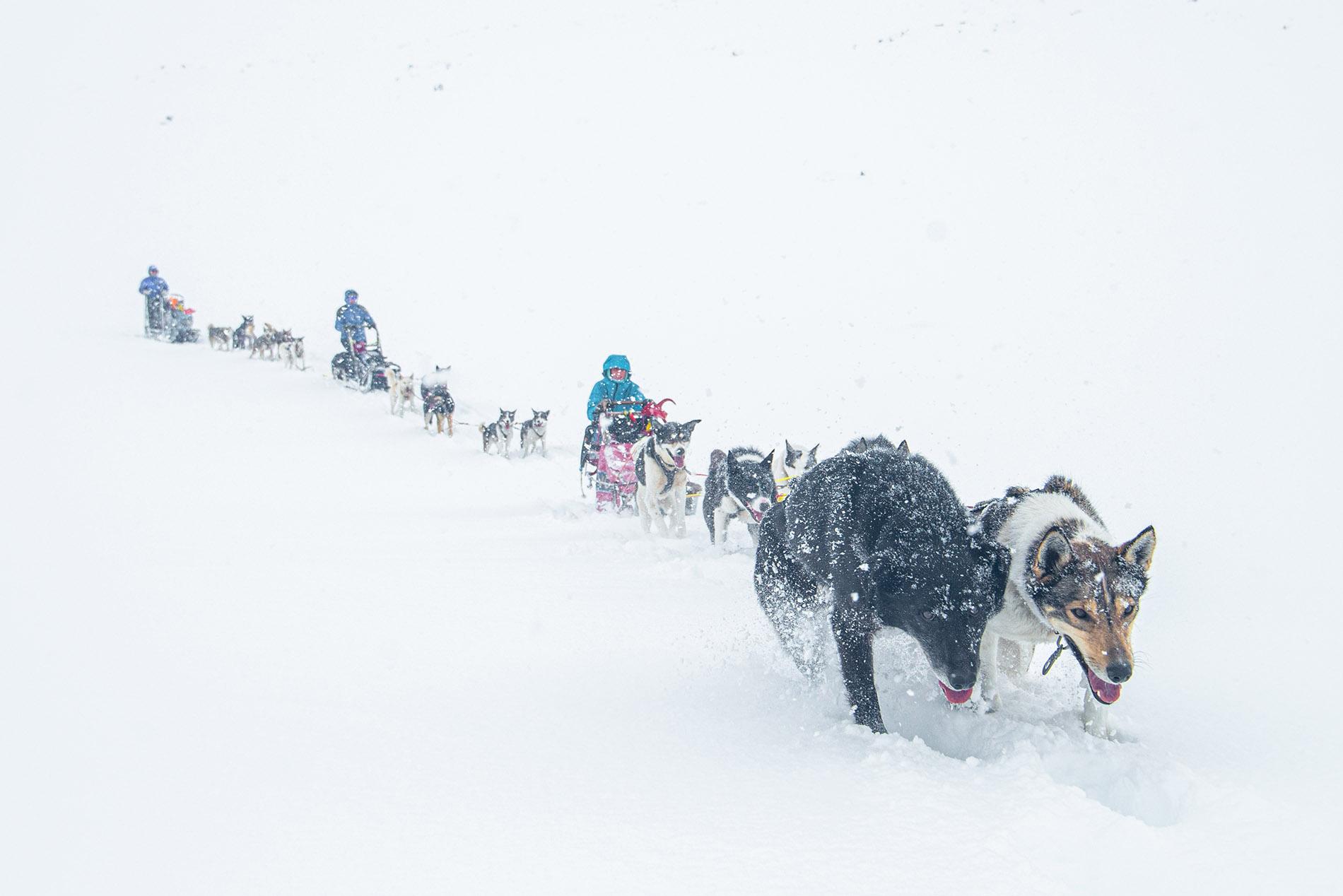 web_Beito Husky Tours_4DayTour@lucaslepage