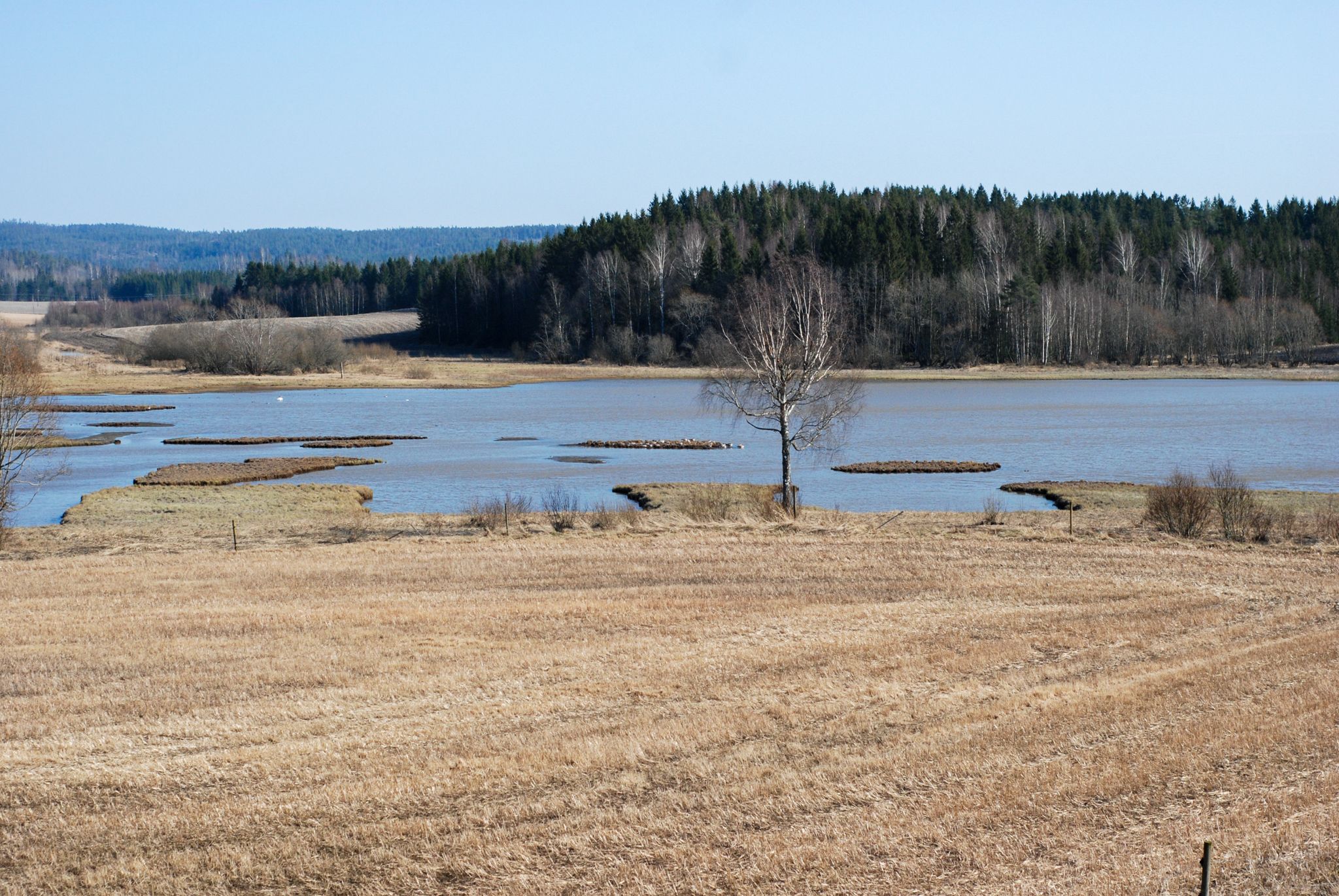 a field by a lake 