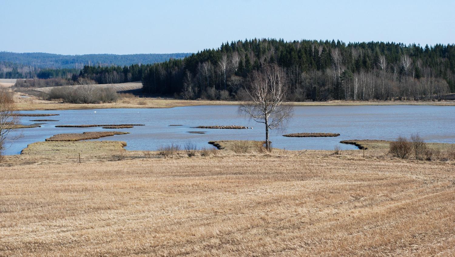 a field by a lake