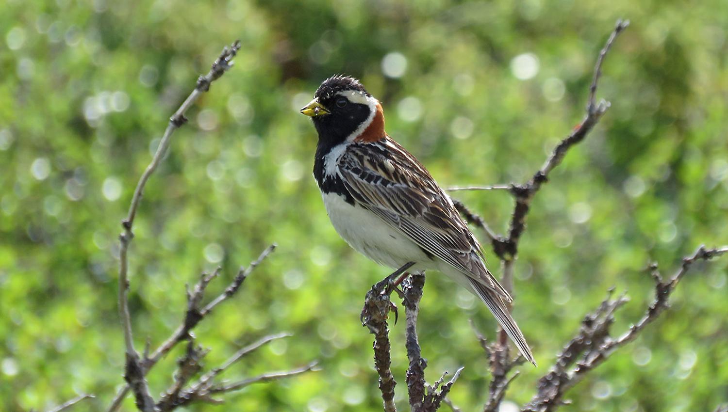 Lappland Bunting, male in breeding plumage, in a dwarf birch bush with food in its beak