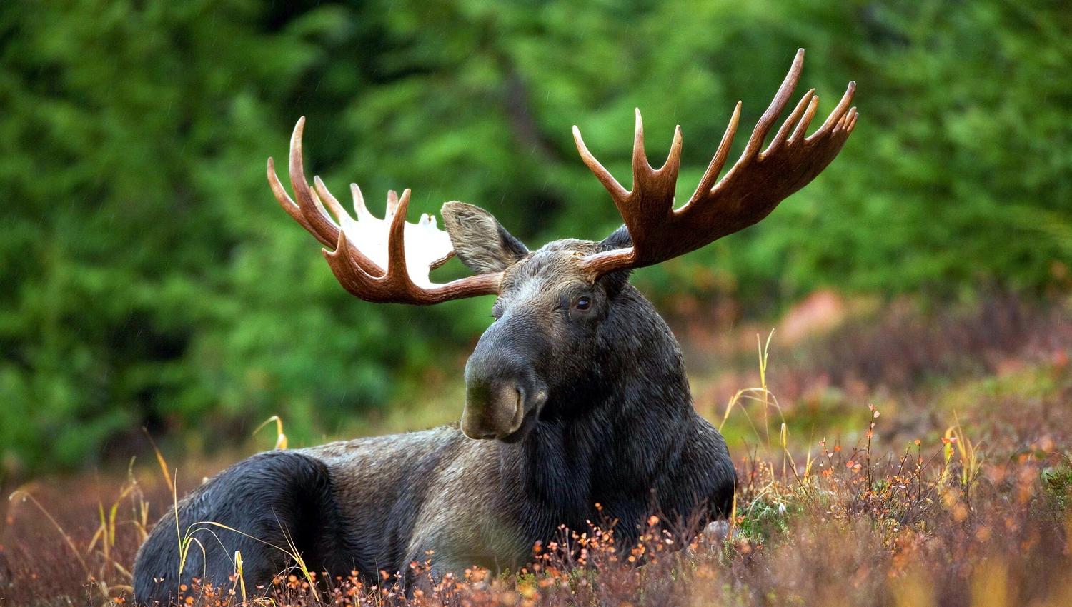 moose-70254_1920