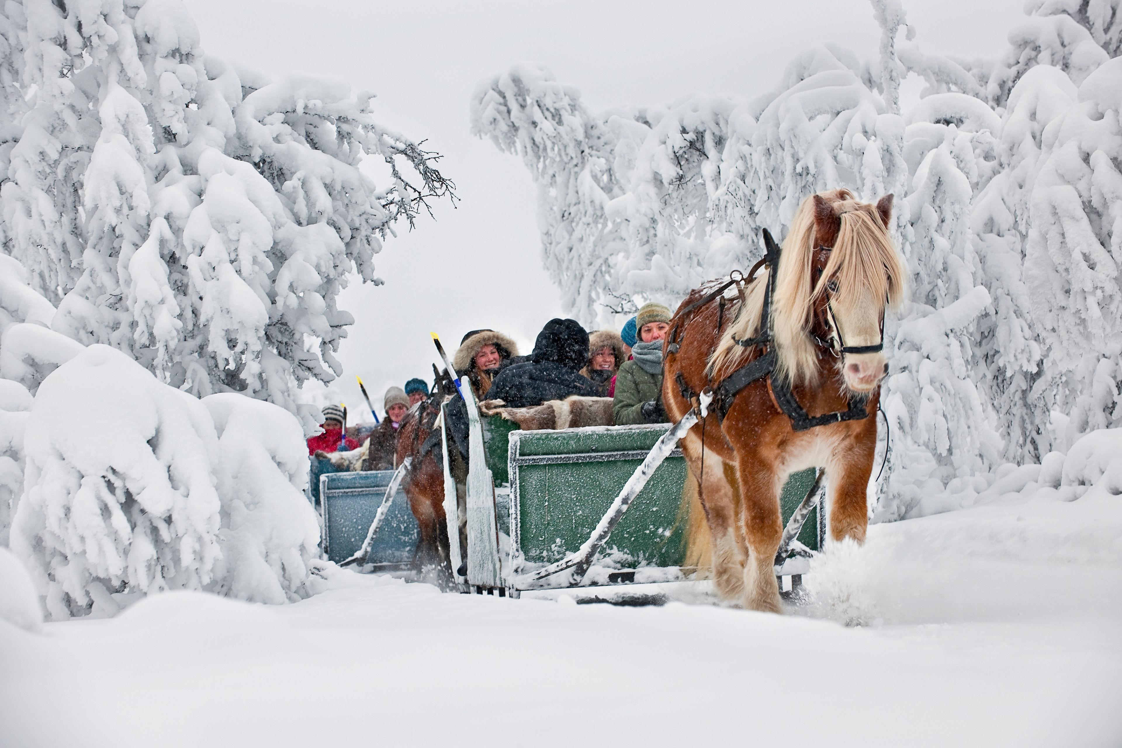 Sleigh Ride at Venabu Fjellhotell