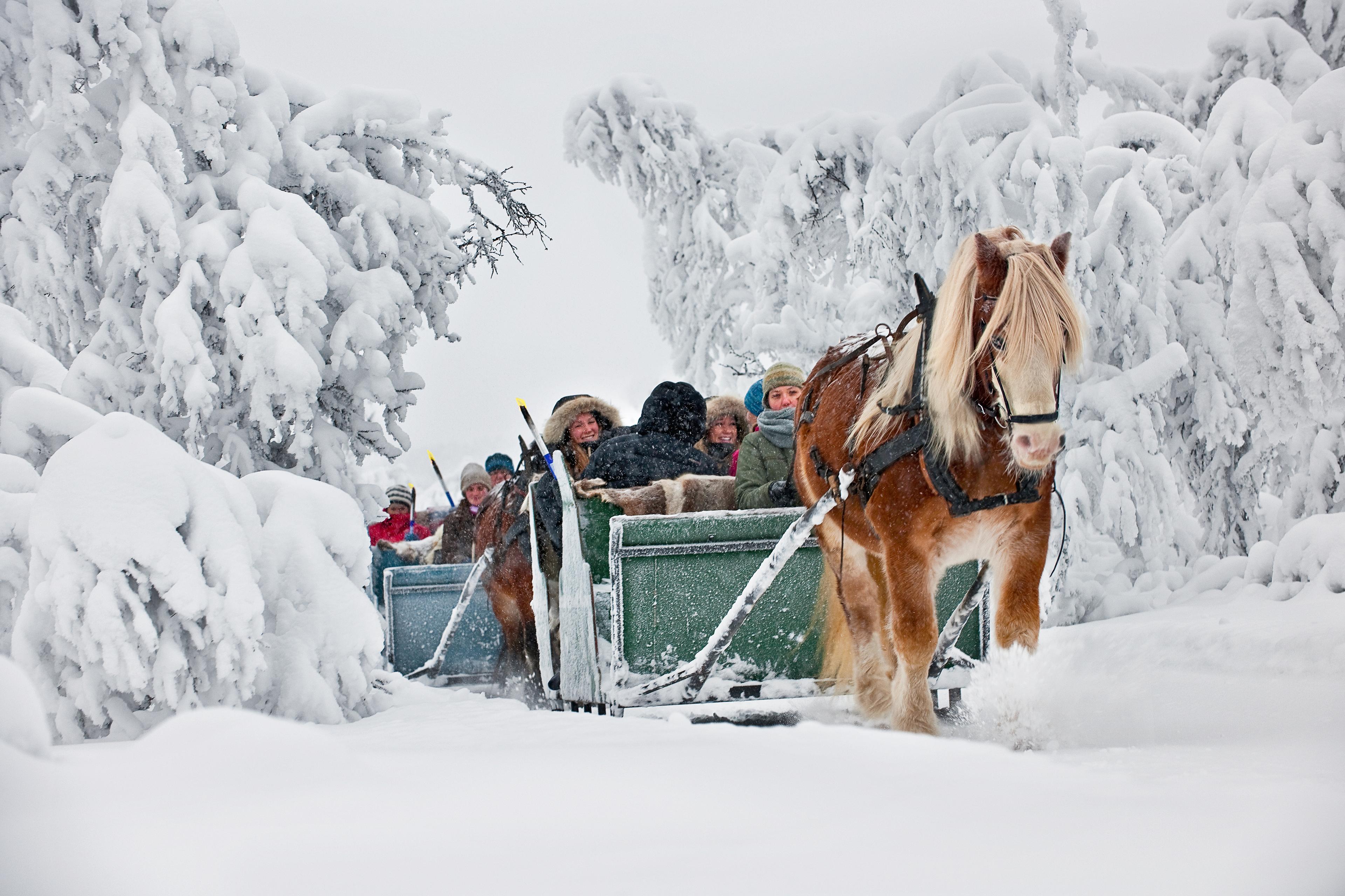 Sleigh Ride at Venabu Fjellhotell