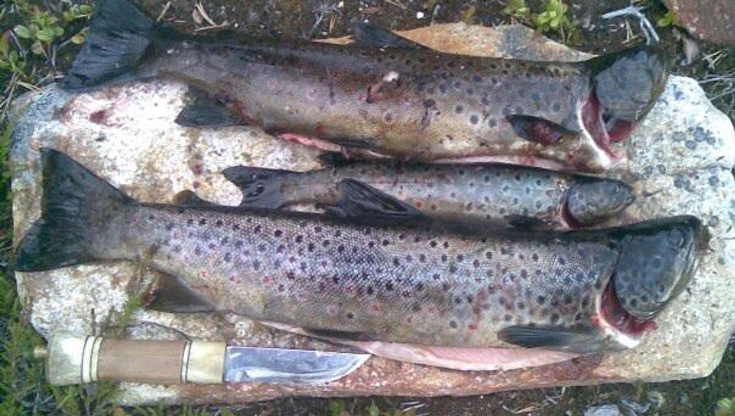 Fiske i Almoseteren