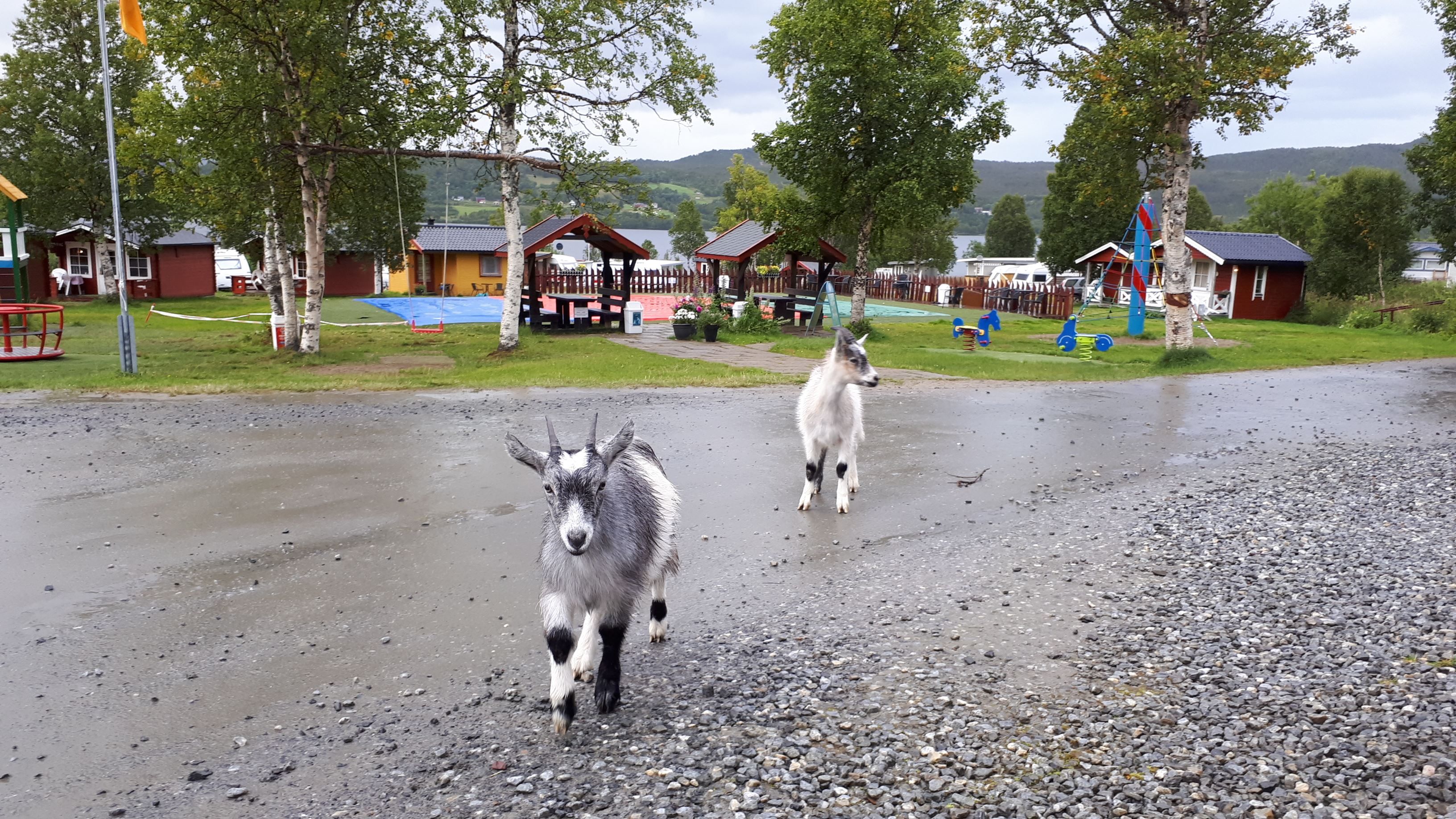 baby goats at the campsite