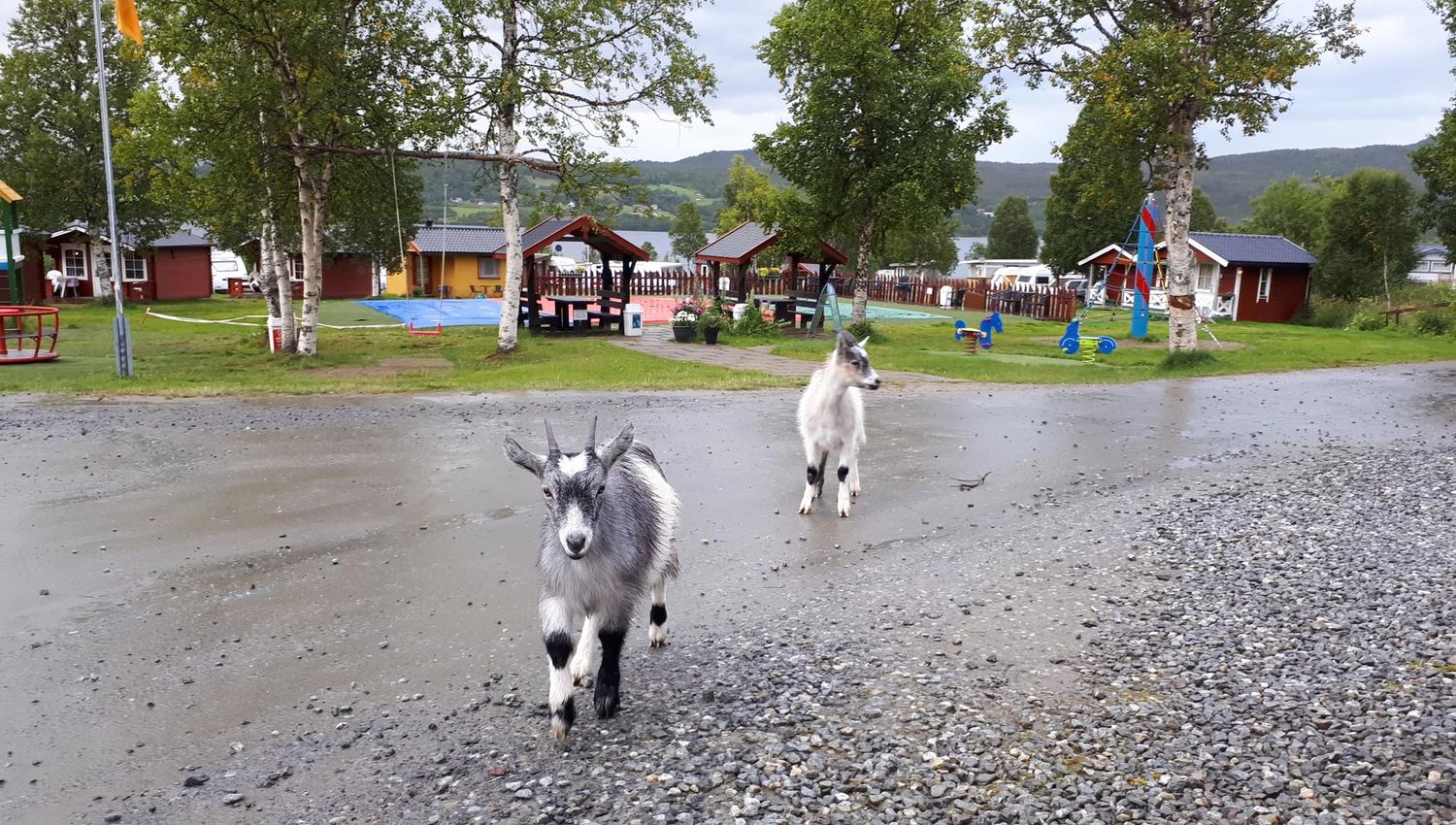 baby goats at the campsite