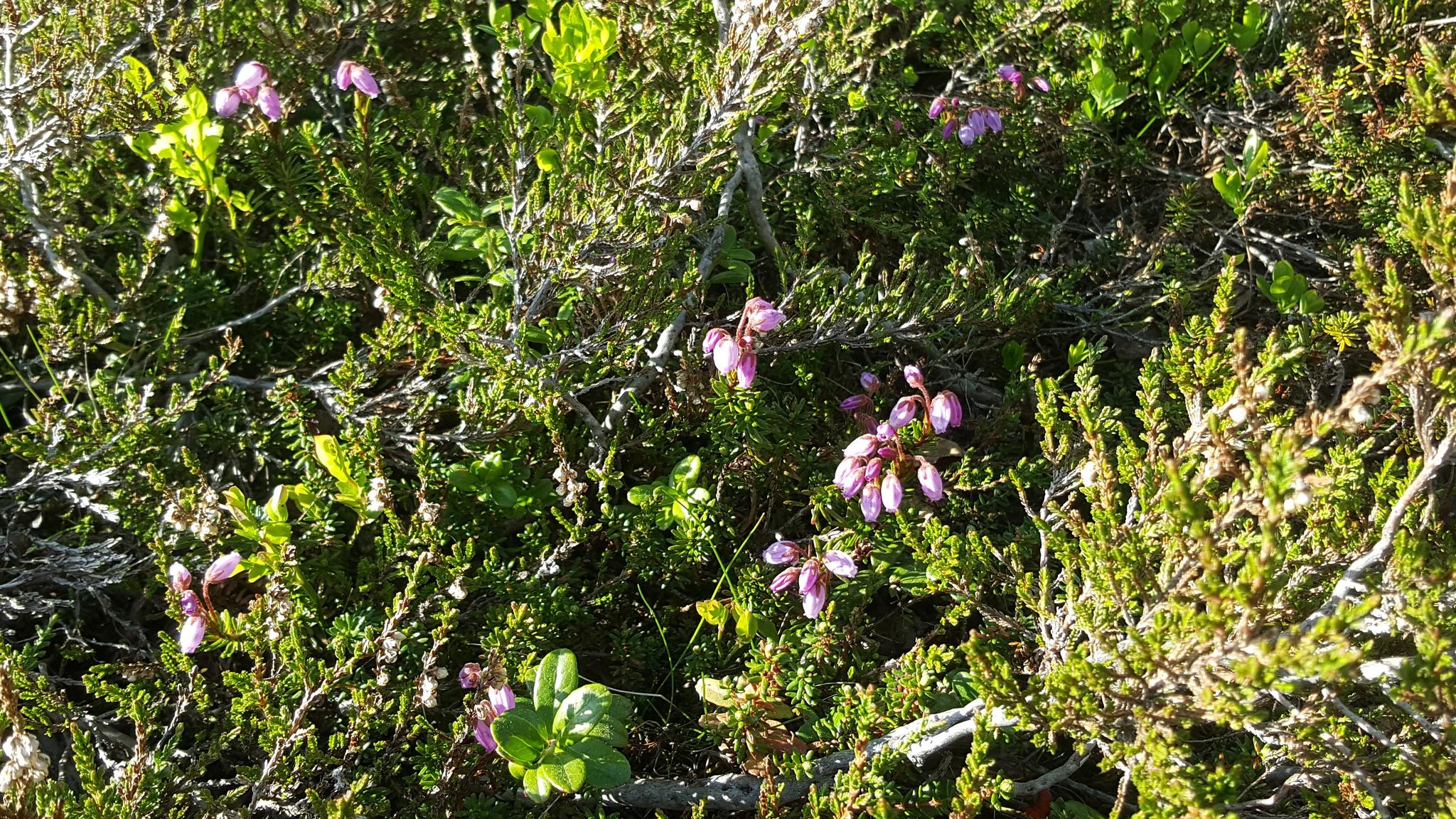 Blomstring
