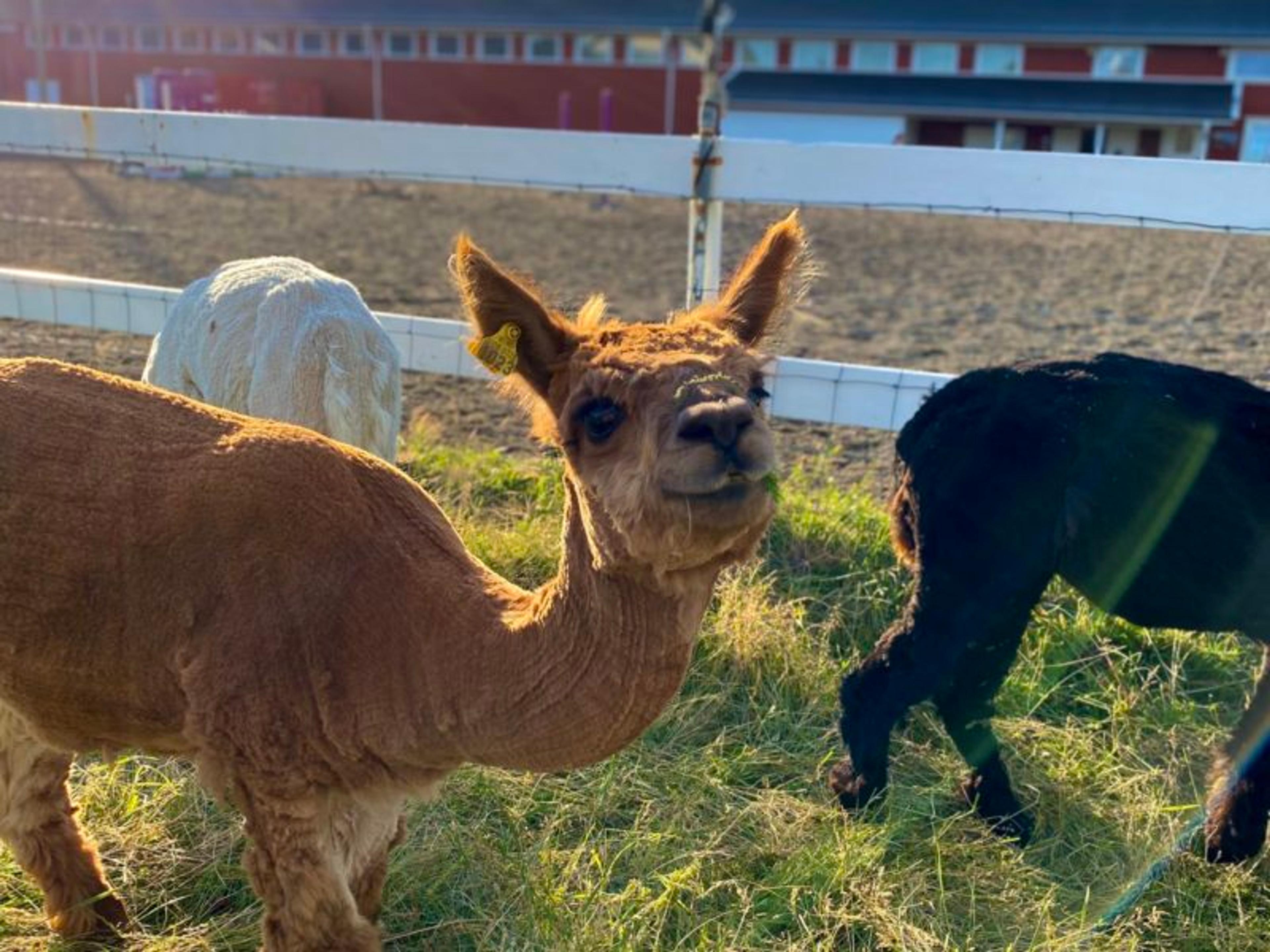 Alpakkatur på Verdens Ende