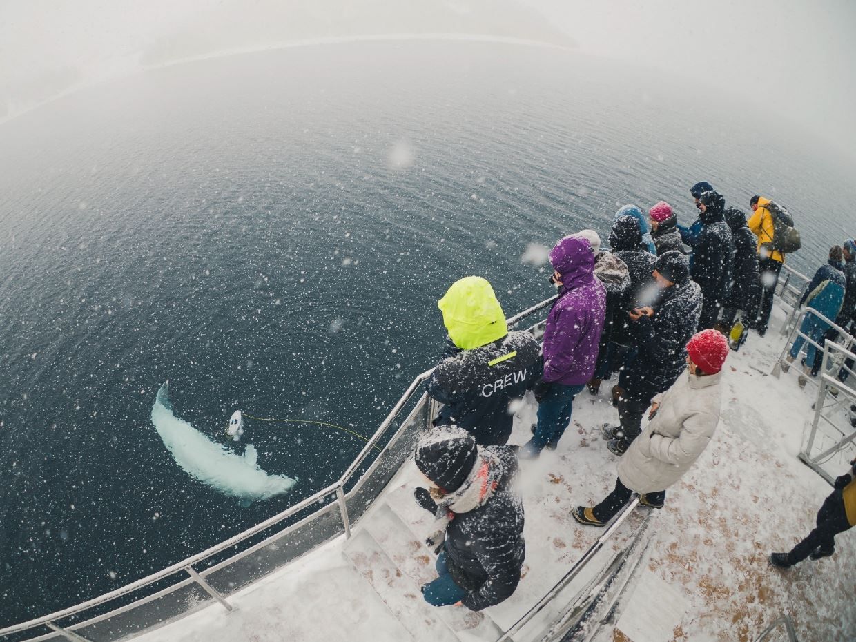 guests observing a whale playing in the sea