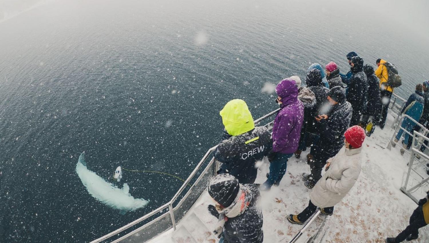 guests observing a whale playing in the sea