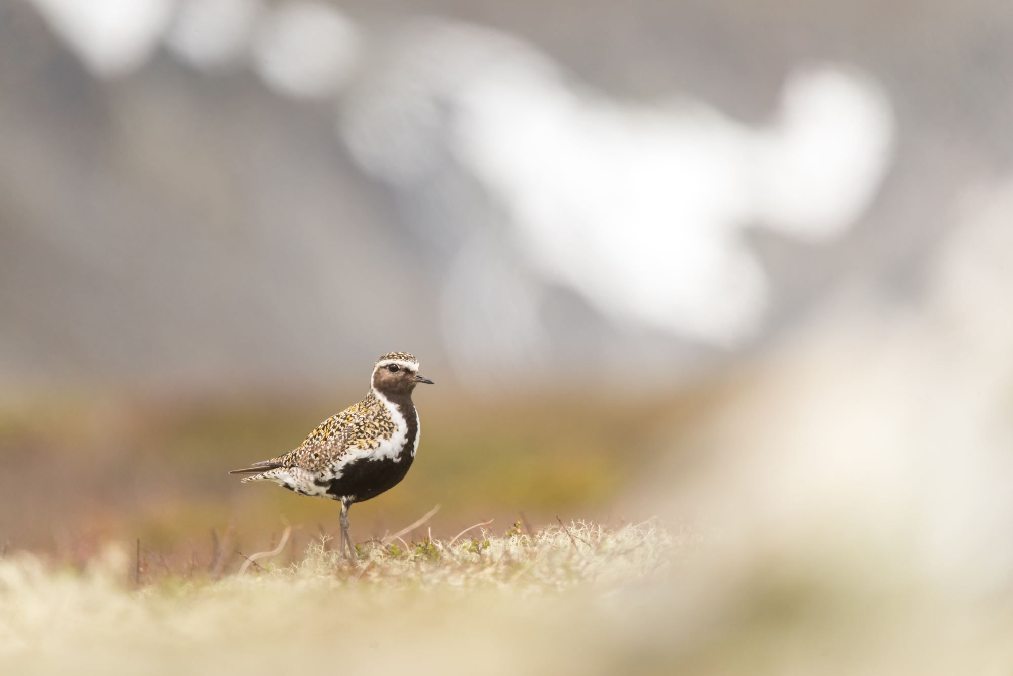 Bird watching with guide