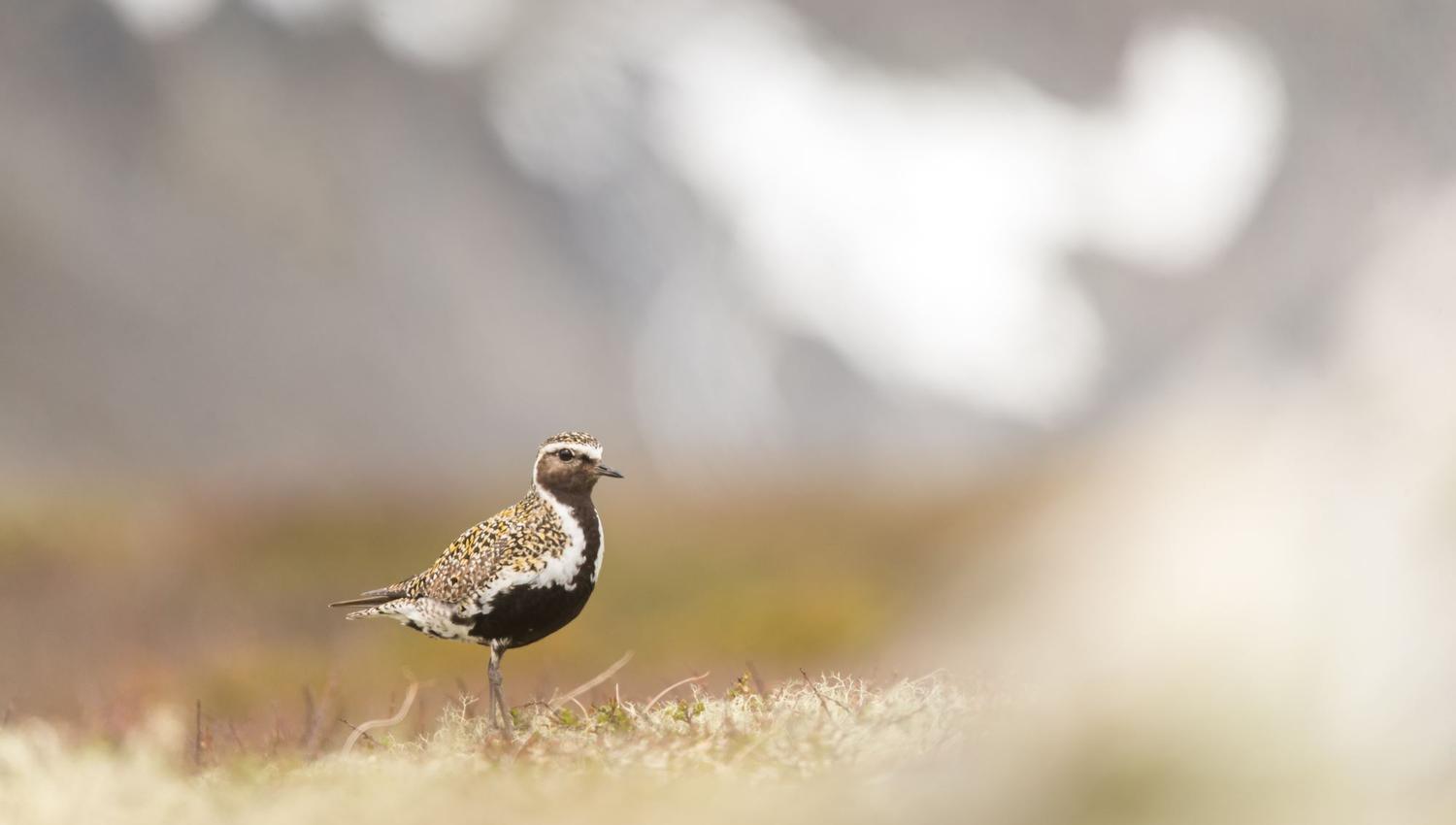 Bird watching with guide