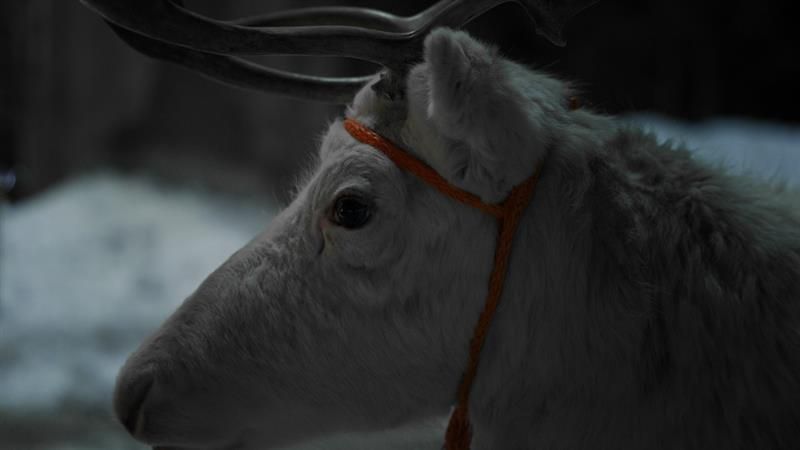 white reindeer head