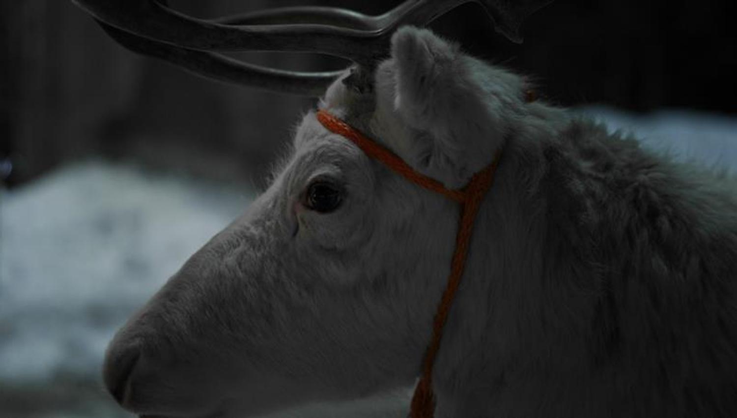 white reindeer head