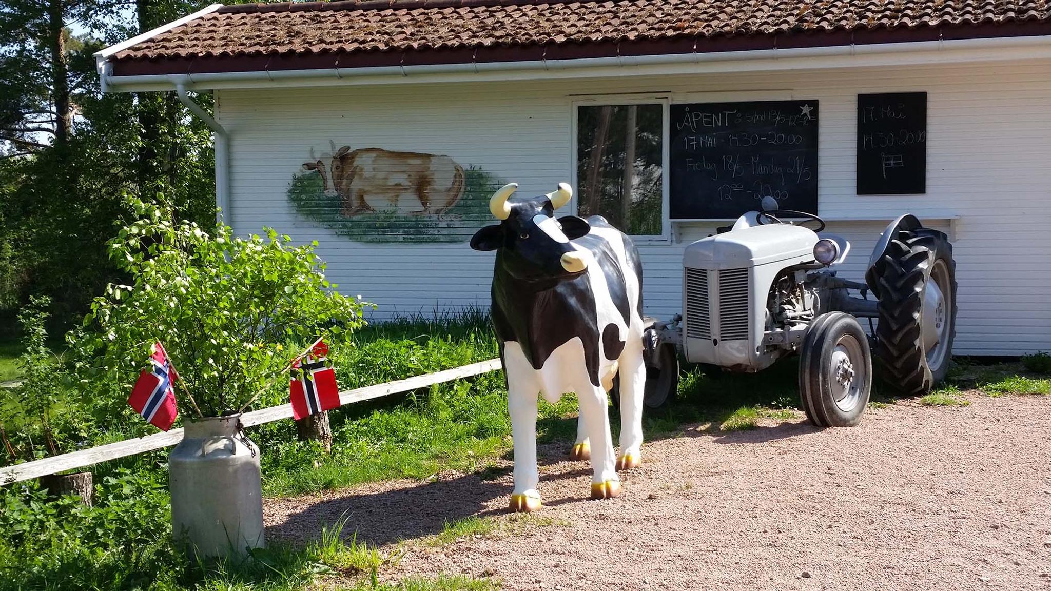 Dagros kafé ku-statue, traktor og kafe i bakgrunn