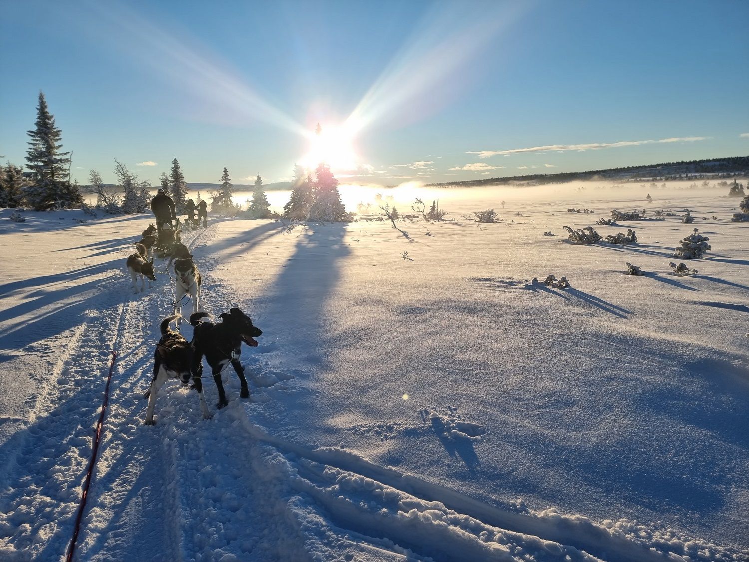 Dog sledding at Sjusjøen with Sjusjøen Husky Tours