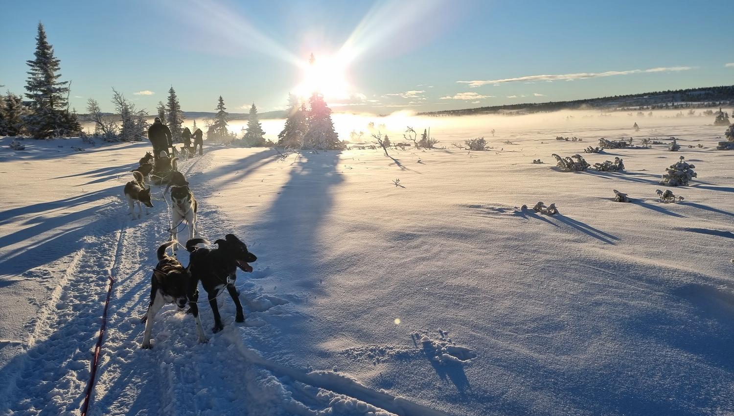 Dog sledding at Sjusjøen with Sjusjøen Husky Tours