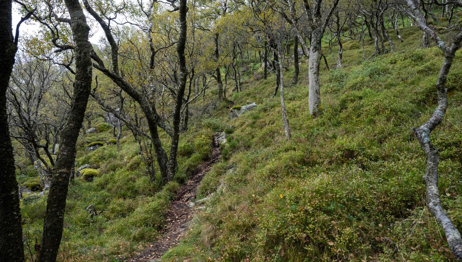 Forest slope