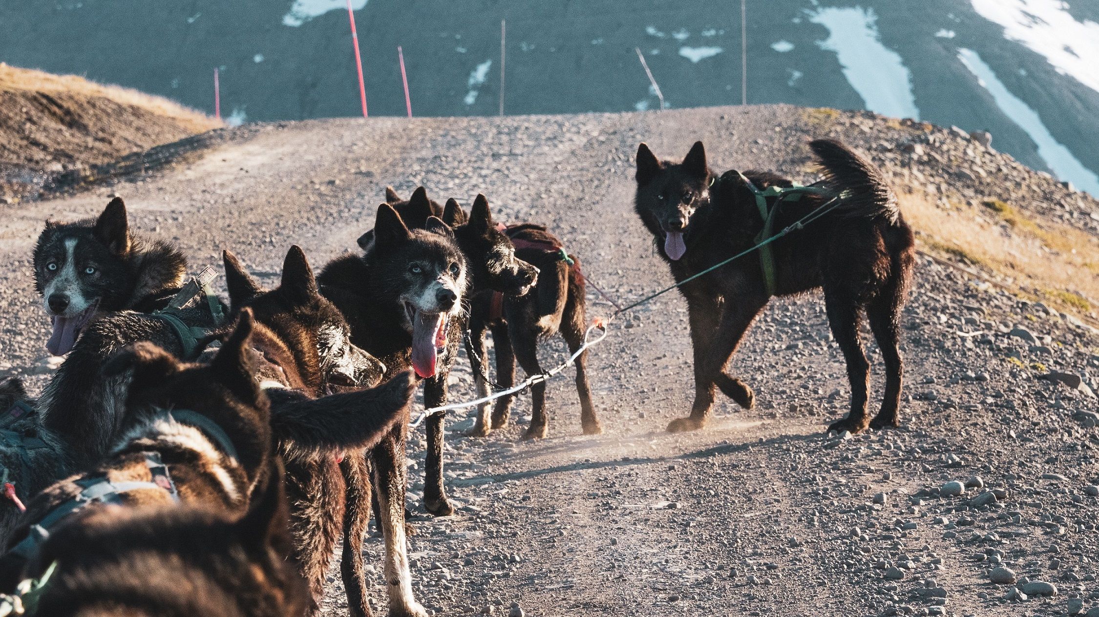 A dog team looking backwards into the camera