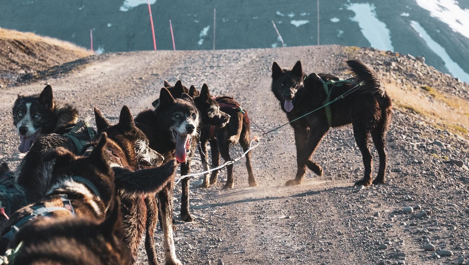 A dog team looking backwards into the camera