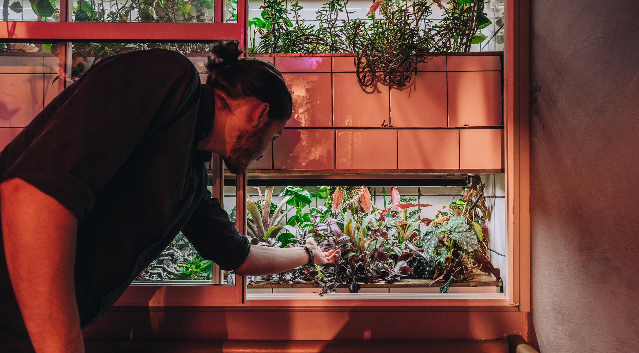 A man with long hair is tending to a variety of plants growing in an indoor vertical garden mounted on a tiled wall.
