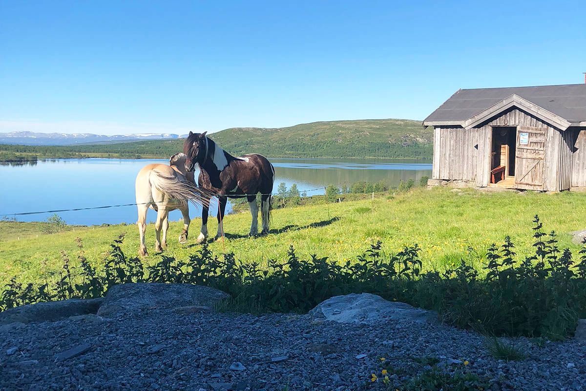 Hestene slapper av ved Olebu