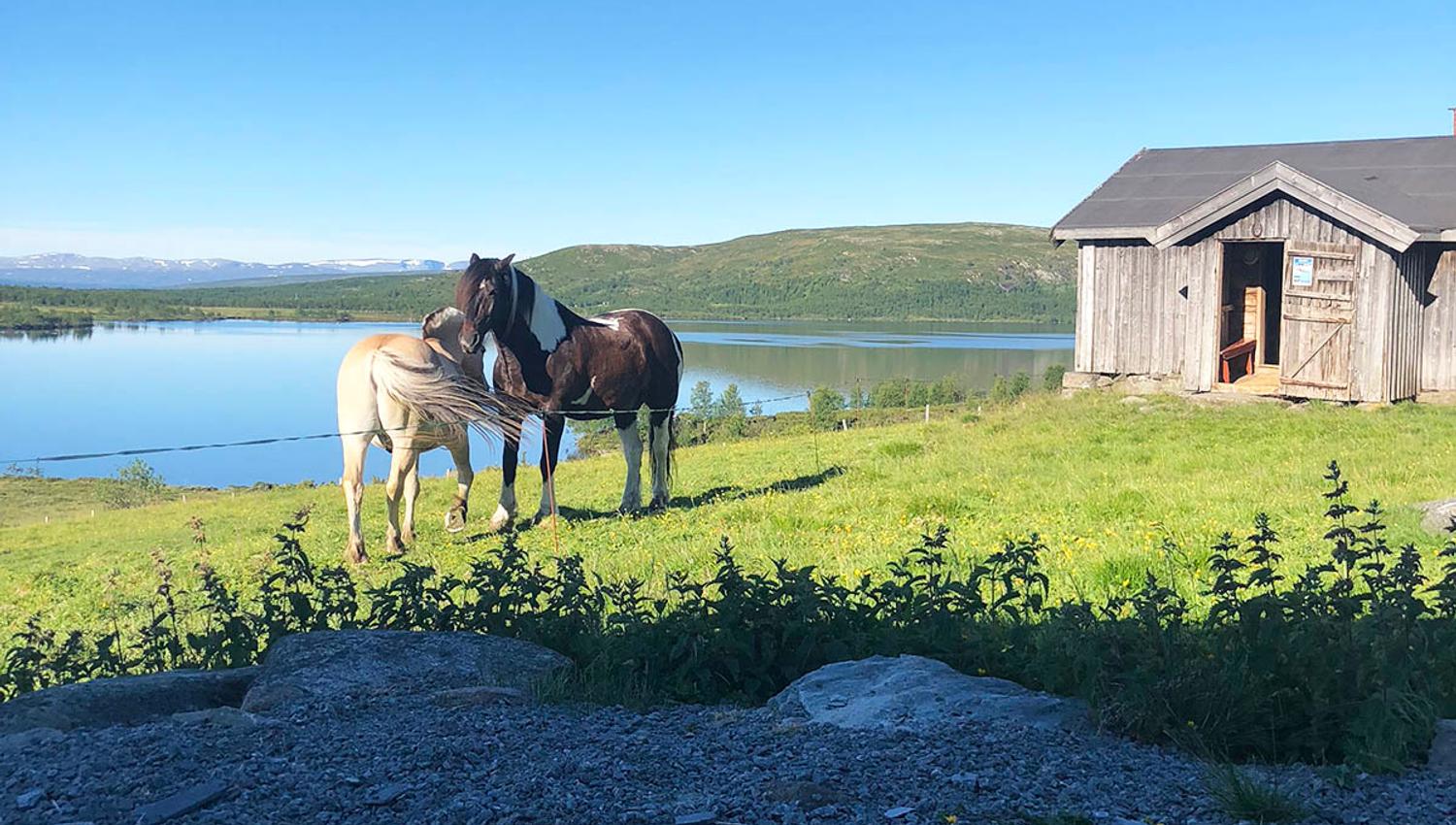 Hestene slapper av ved Olebu