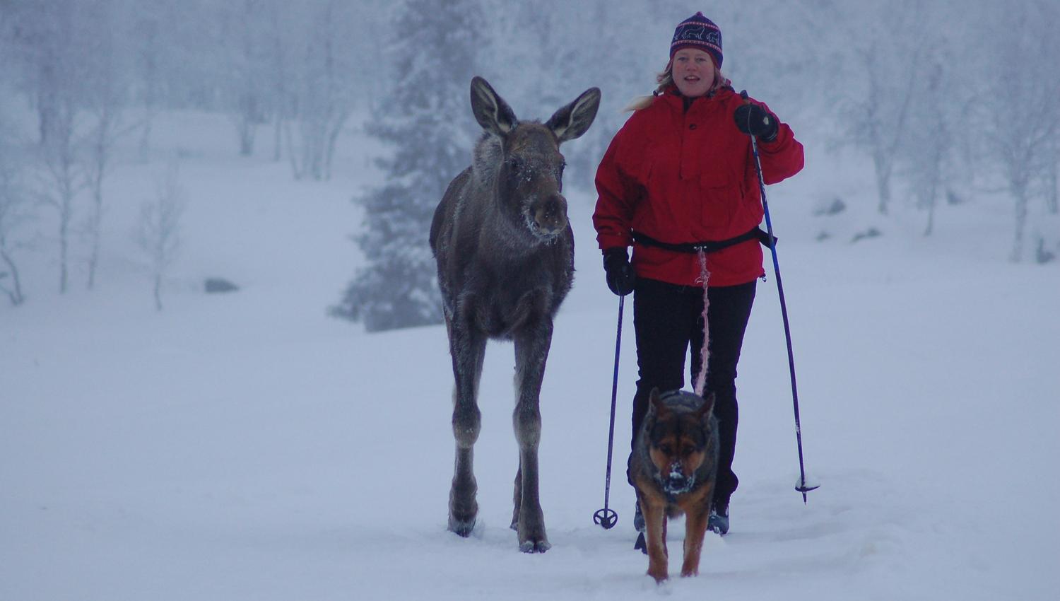 Ski med elg