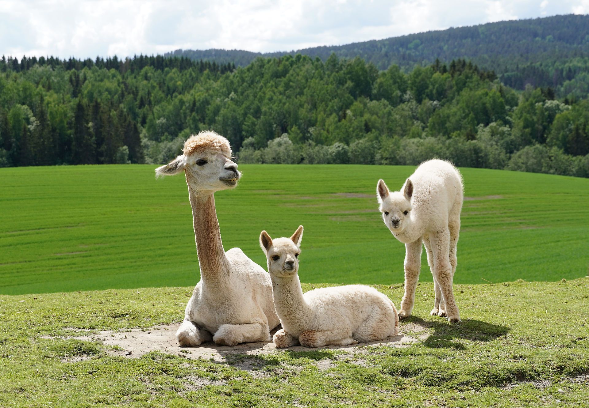 Alpakka familie