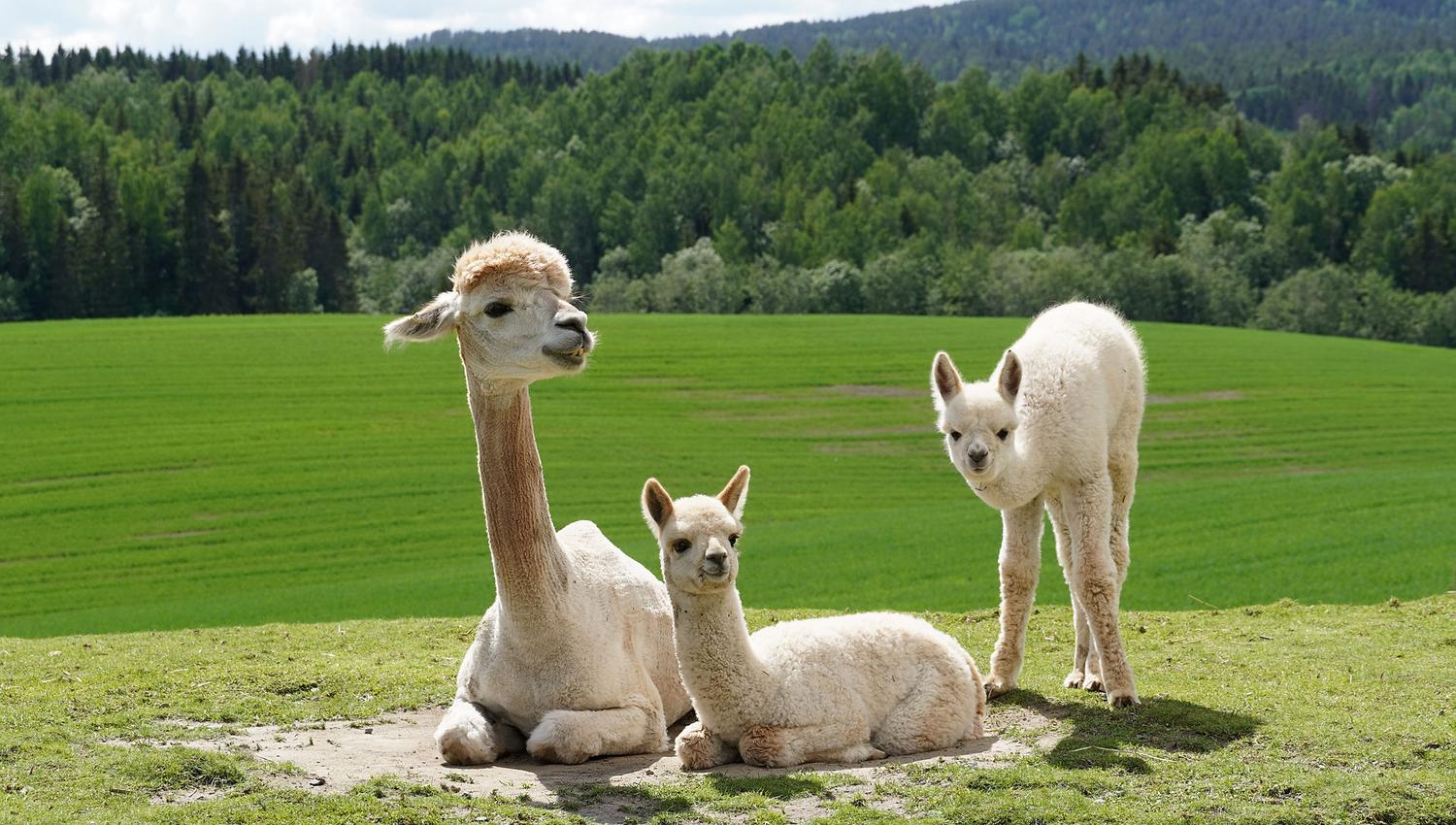 Alpakka familie