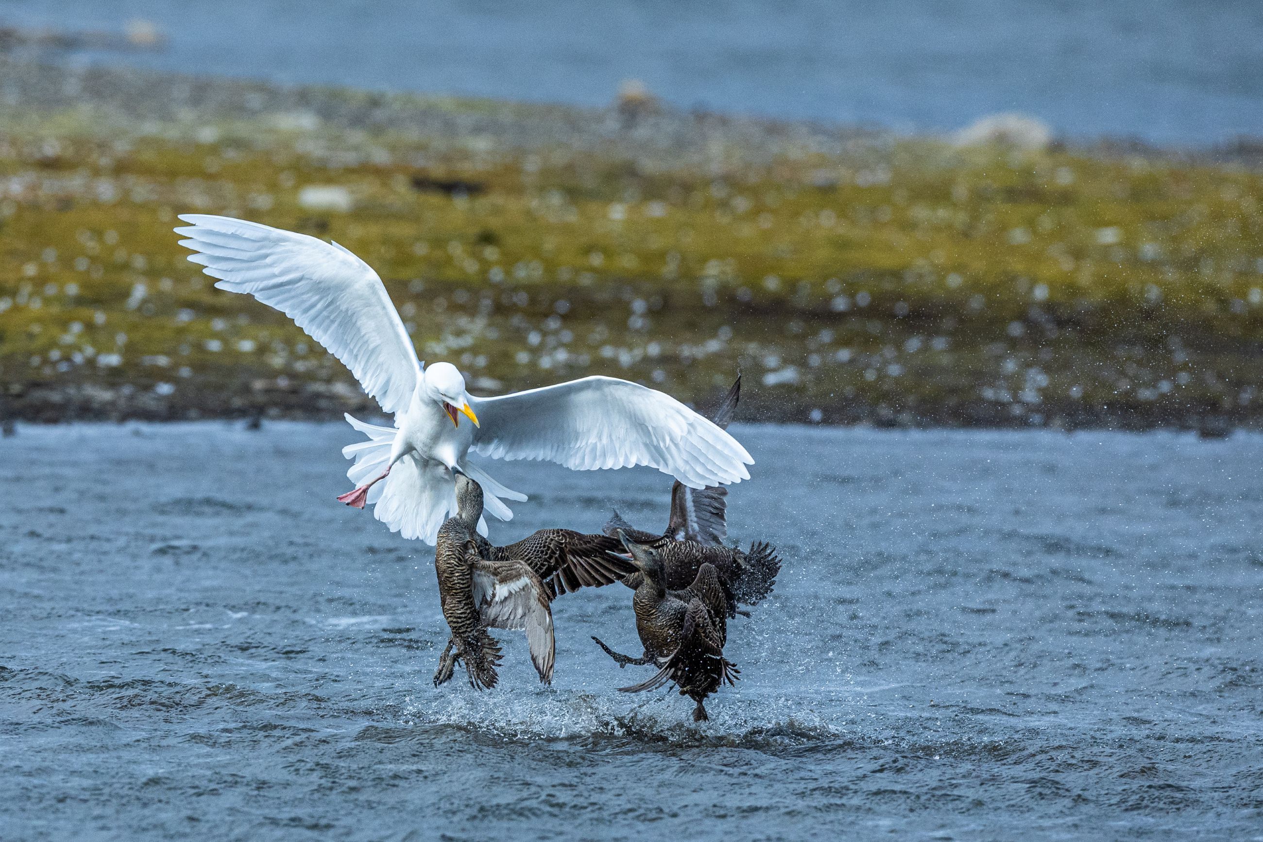 two eiderducks attacking a Glaucous Gull