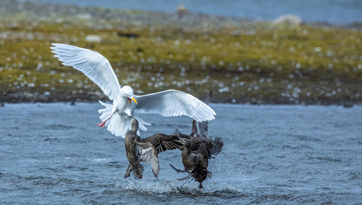 two eiderducks attacking a Glaucous Gull
