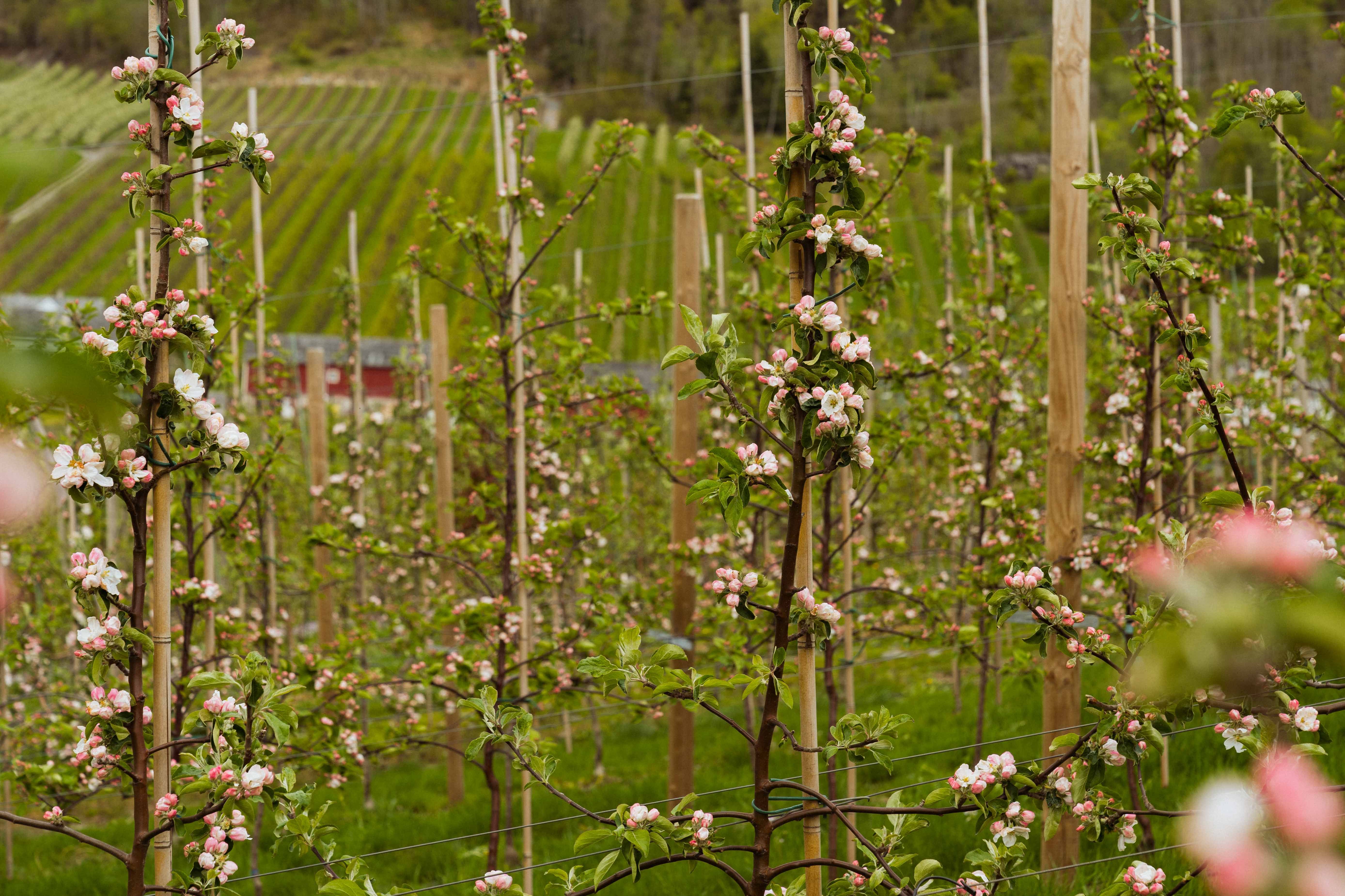Nærbilete av kvite og rosa epleblomster langs Fruktstien i Hardanger.