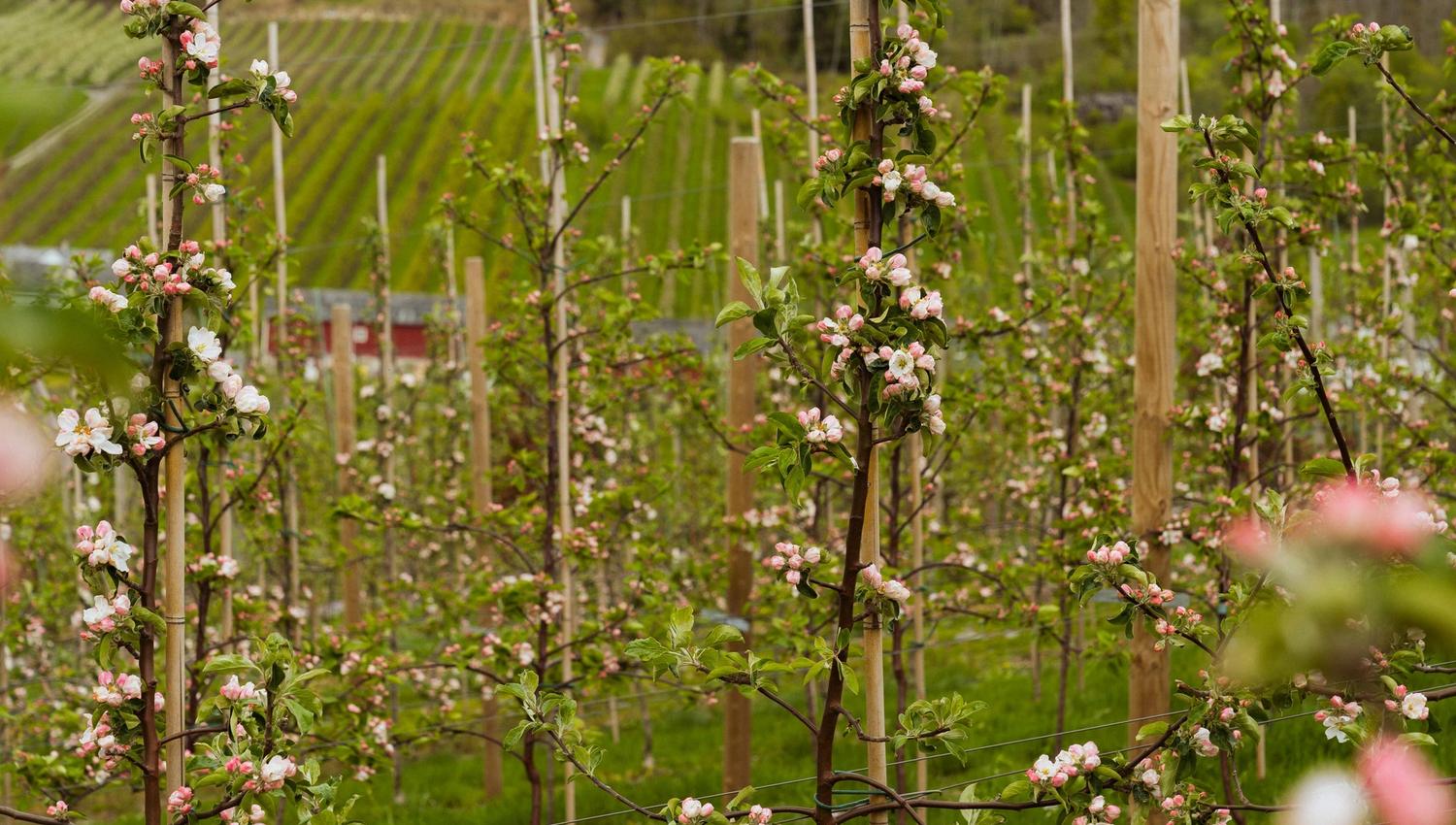 Nærbilete av kvite og rosa epleblomster langs Fruktstien i Hardanger.